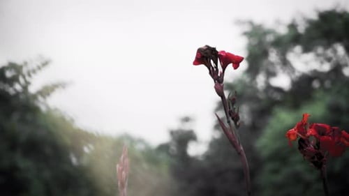 Enchanting Red Canna Flowers In The Botanic Gardens, Singapore - close up