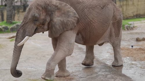 African Bush Elephant Walking in a Zoo Enclosure
