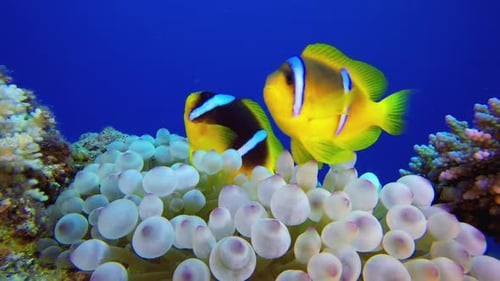 Tropical Sea Underwater Clownfish