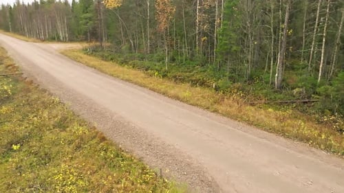 Sweden - A Dirt Path Through a Forest of Fir and Birch Trees on a Cloudy October Day with Autumn Col
