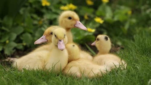 Cute yellow ducklings in garden, closeup. Baby animals