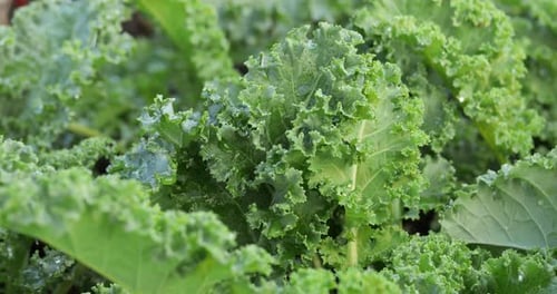 Chou frisé poussant dans une jardinière. Légumes verts dans la plantation.