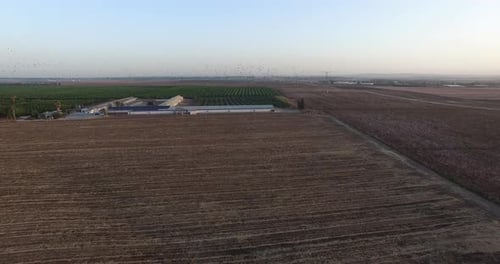 Vista aérea sobre bandadas de palomas, Israel