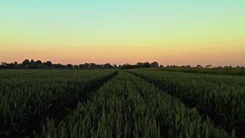 Drone volant à basse altitude : superbe prise de vue au coucher du soleil au-dessus d'une haute récolte