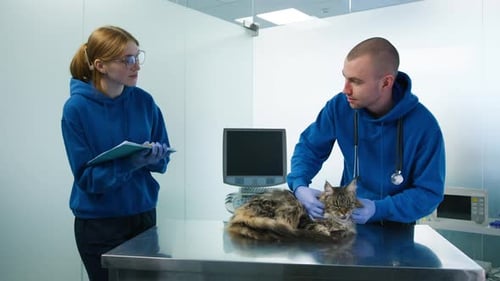 Veterinarians Examining Cat in a Clinic