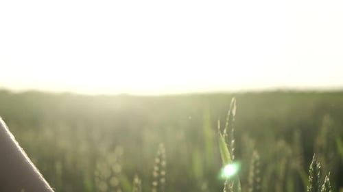Young girl walks through green wheat field and touches the wheatear