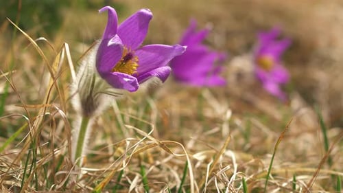 Große Pulsatilla-Blume im Wind auf der Frühlingswiese