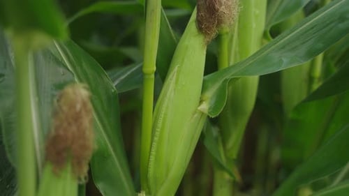Pan shot of head of corn on corn stock in corn field.