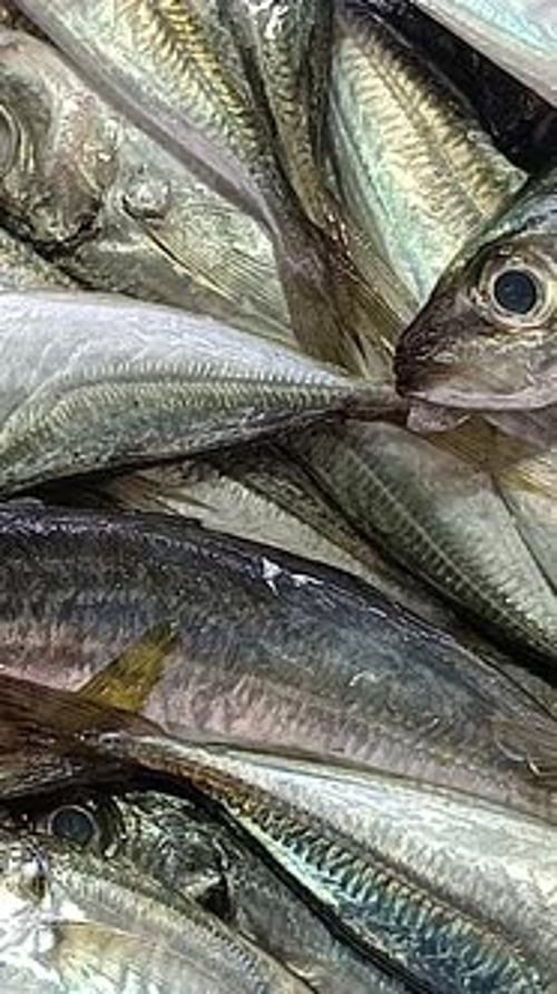 Vertical Video of Sea Food