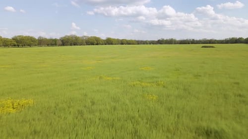 4k Aerial/Drone Flyover of Fallow Field with Grass and Flowers.