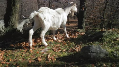 White Goat Forest