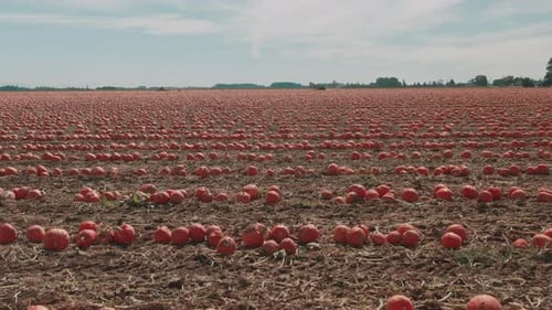 4k Giant Pumpkin patch - Drone Flight dolly in + jib up