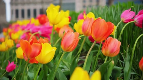 Beautiful Tulip on a Background of Green Leaves