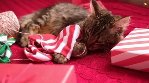 Adorable Kitten Plays with Christmas Decorations and Gifts