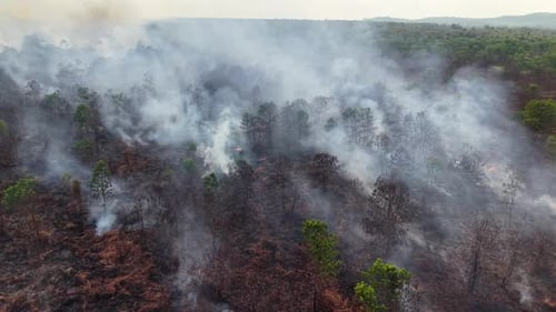 Smoke rises from burnt forest floor
