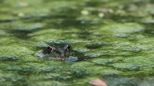 Sapo escondido no pântano