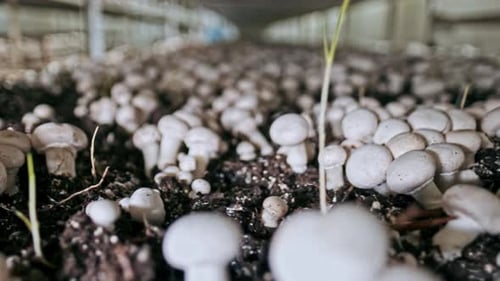 Produktion kultivierter Pilze