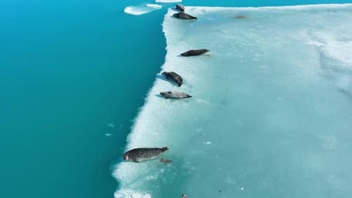 Fur Seals on the Iceberg in Iceland Mammal Ocean Animals in the Wild Arctic Wildlife