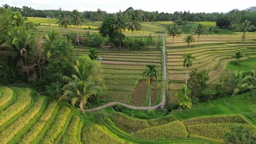 Beautiful morning view indonesia Panorama Landscape paddy fields with beauty color and sky natural
