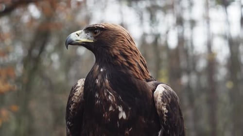 Steinadler sitzt und schaut sich um, Kopf Nahaufnahme statische Nahaufnahme