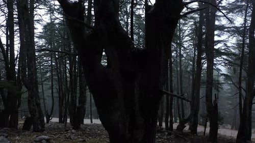 Sich im dunklen mystischen Wald um einen dunklen Baumstamm bewegen