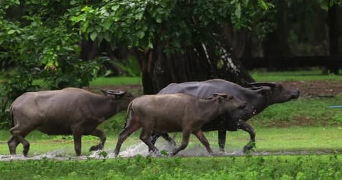 Water buffalo running through puddle, domestic water buffalo splashing