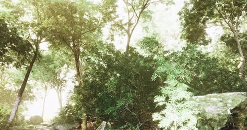 Lush Greenery and Soft Sunlight Illuminate a Serene Forest Landscape