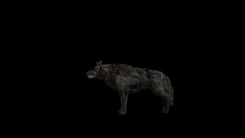Black Wolf Idle Loop