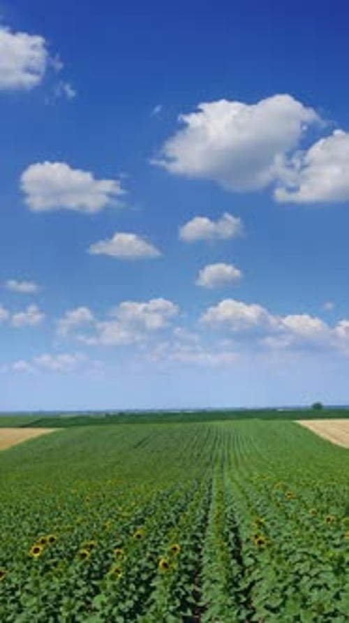 Scenic Sunflower Field Under Blue Sky