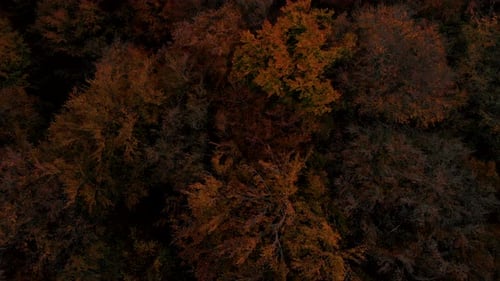 Aerial footage over autumn trees, forest when leaves change color, top view of the autumn forest