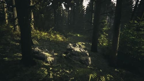 Quiet Isolated Area Beneath Thick Foliage with Mosscovered Rock