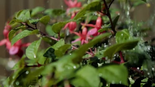 Close Up Of Water Pouring On Pink Flowers