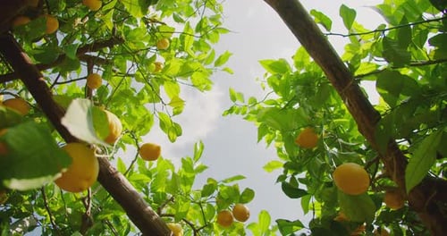 Looking up through the canopy of a lemon tree, bright lemons and green leaves are illuminated by the