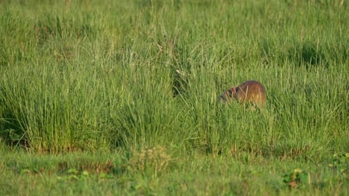 Gray Brocket (Mazama Gouazoubira) Deer Amongst Tall Green Grass. Static Shot