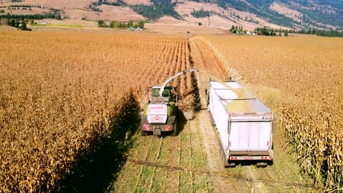 follow shot of farm vehicles gathering corn during harvest season. Agriculture works and cultivation