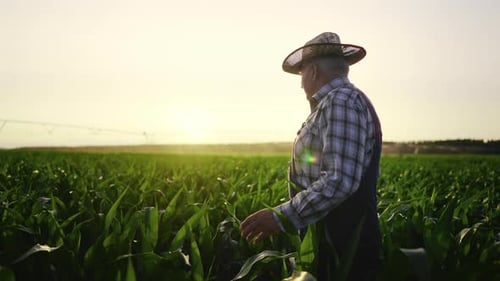 Farmer Inspecting Crops at Golden Hour in Field