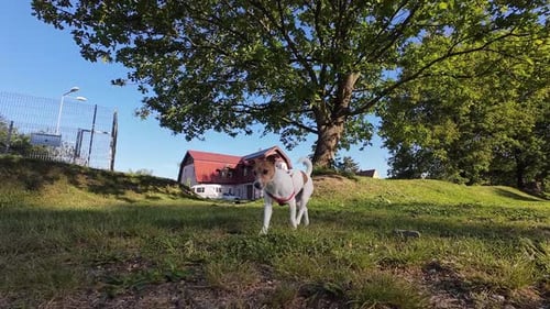 Playful Dog Enjoys Sunny Day in Park Running on Green Grass Pet Walking