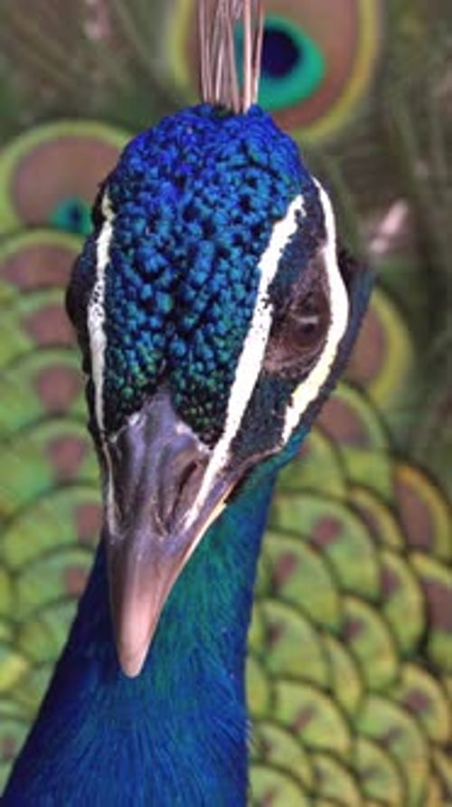Close Up of a Beautiful Peacock Bird