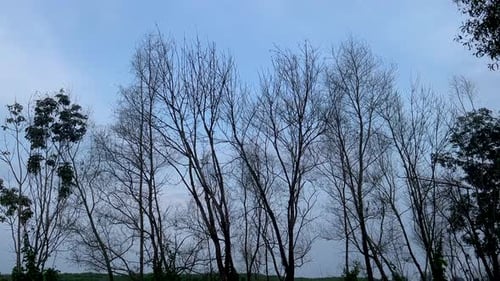 dry trees that still stand strong