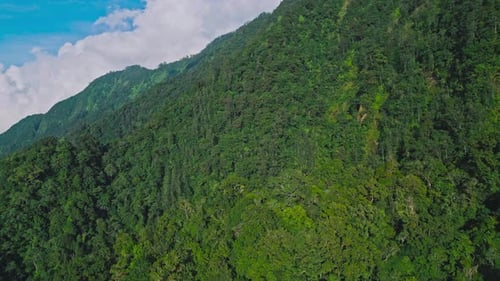 Aerial View on Forest Nature and Green Wood Trees in Landscape of Mountain Hills