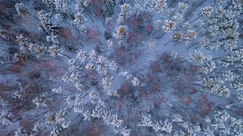 Snowy Winter Forest From Above