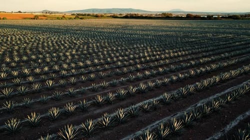 Agave landscape Tequila Tequilana weber maguey plant aerial view of the fields of plantation