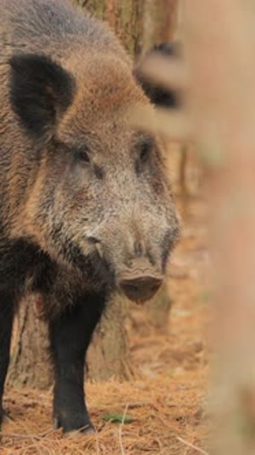 Belarus Wild Boar Or Sus