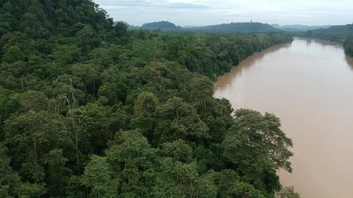 Borneo rainforest drone footage above Kinabatangan river Sukau Sandakan Sabah