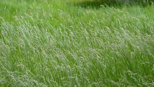 Nahaufnahme von Gras, das in Zeitlupe weht