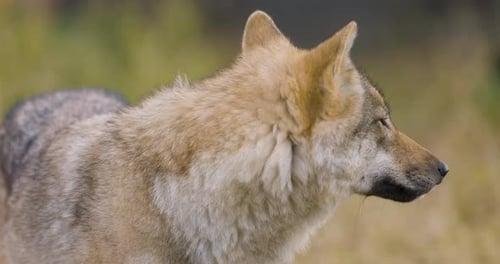 Beautiful Female Grey Wolf Standing in the Forest
