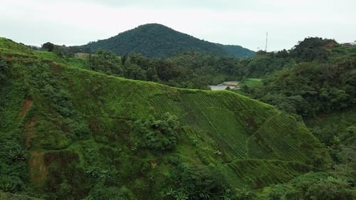 Cameron Highlands tea farm aerial view, Malaysia