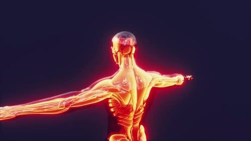 Animated 3D Human Anatomy Scan with Glowing Organs