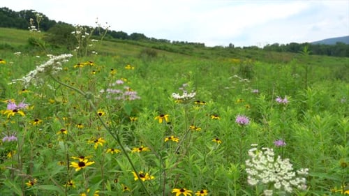 Zooming in on a field of wild flowers that are blooming.