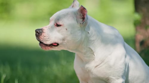portrait of a beautiful white dog of the pit bull breed Staffordshire terrier on a walk in the park
